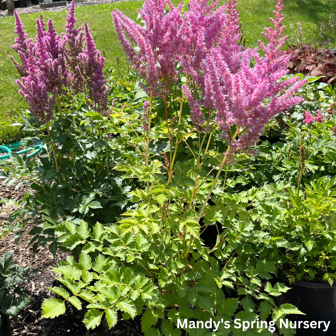 Strawberry Cake Astilbe | Astilbe chinensis - Image 3