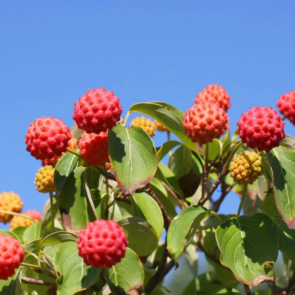 White Kousa Dogwood Tree | Cornus kousa ssp. chinensis - Image 2