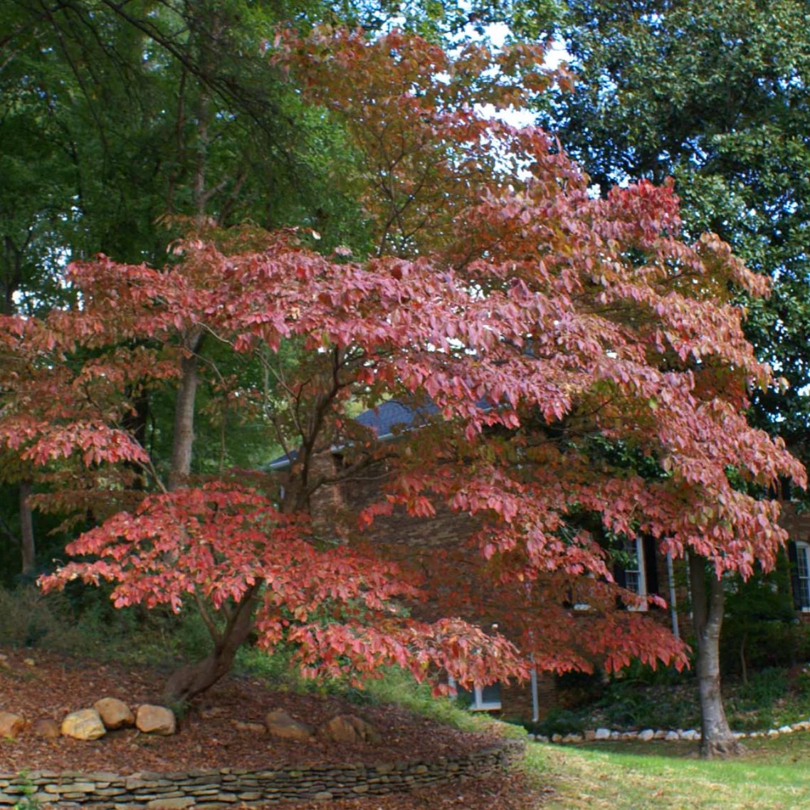 White Kousa Dogwood Tree | Cornus kousa ssp. chinensis - Image 4