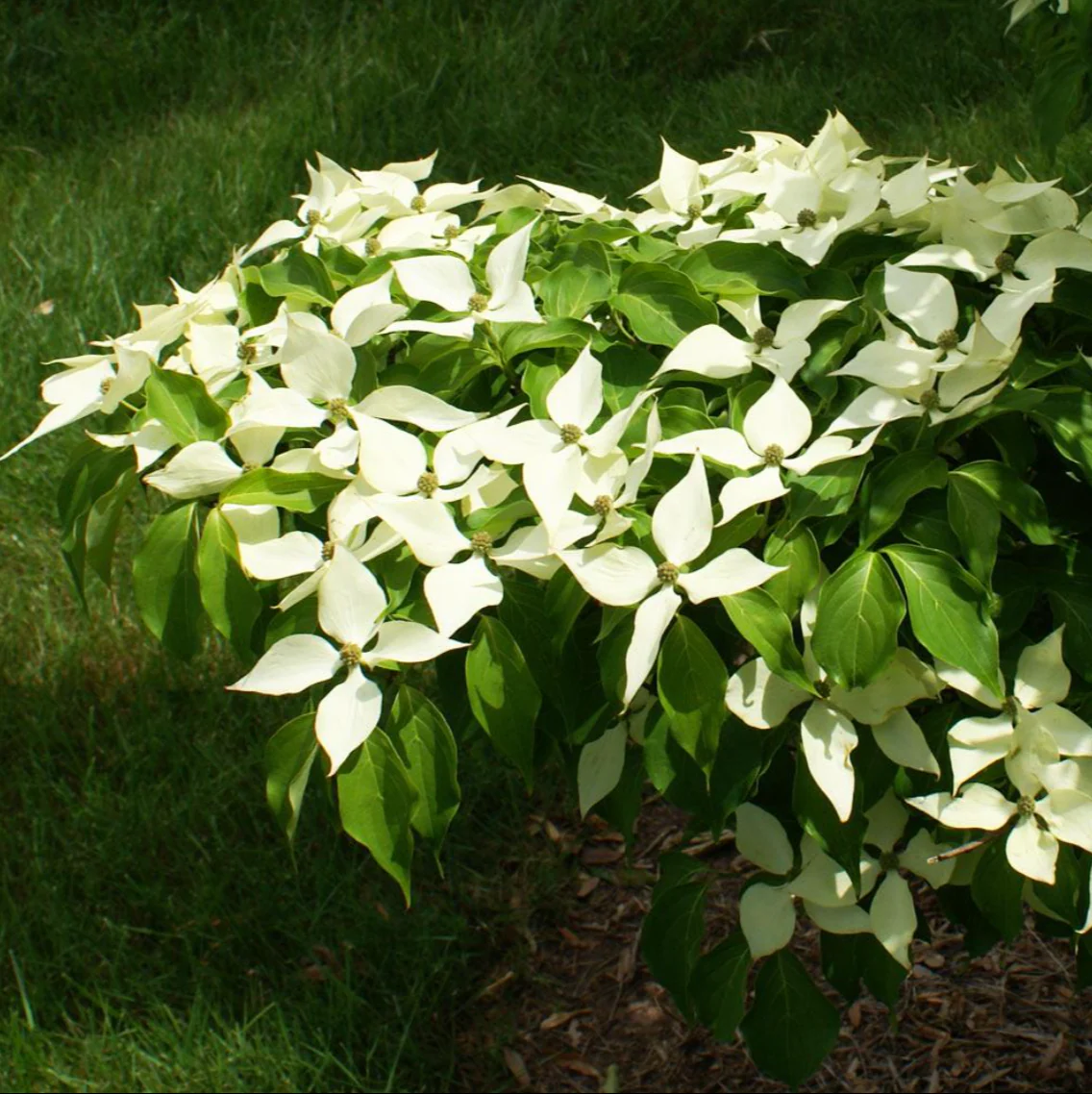 White Kousa Dogwood Tree | Cornus kousa ssp. chinensis - Image 5