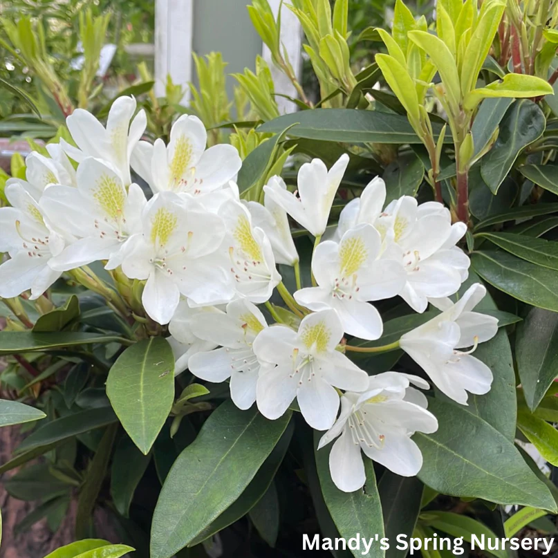 'Chionoides' Rhododendron | Rhododendron 'Chionoides' - Image 2