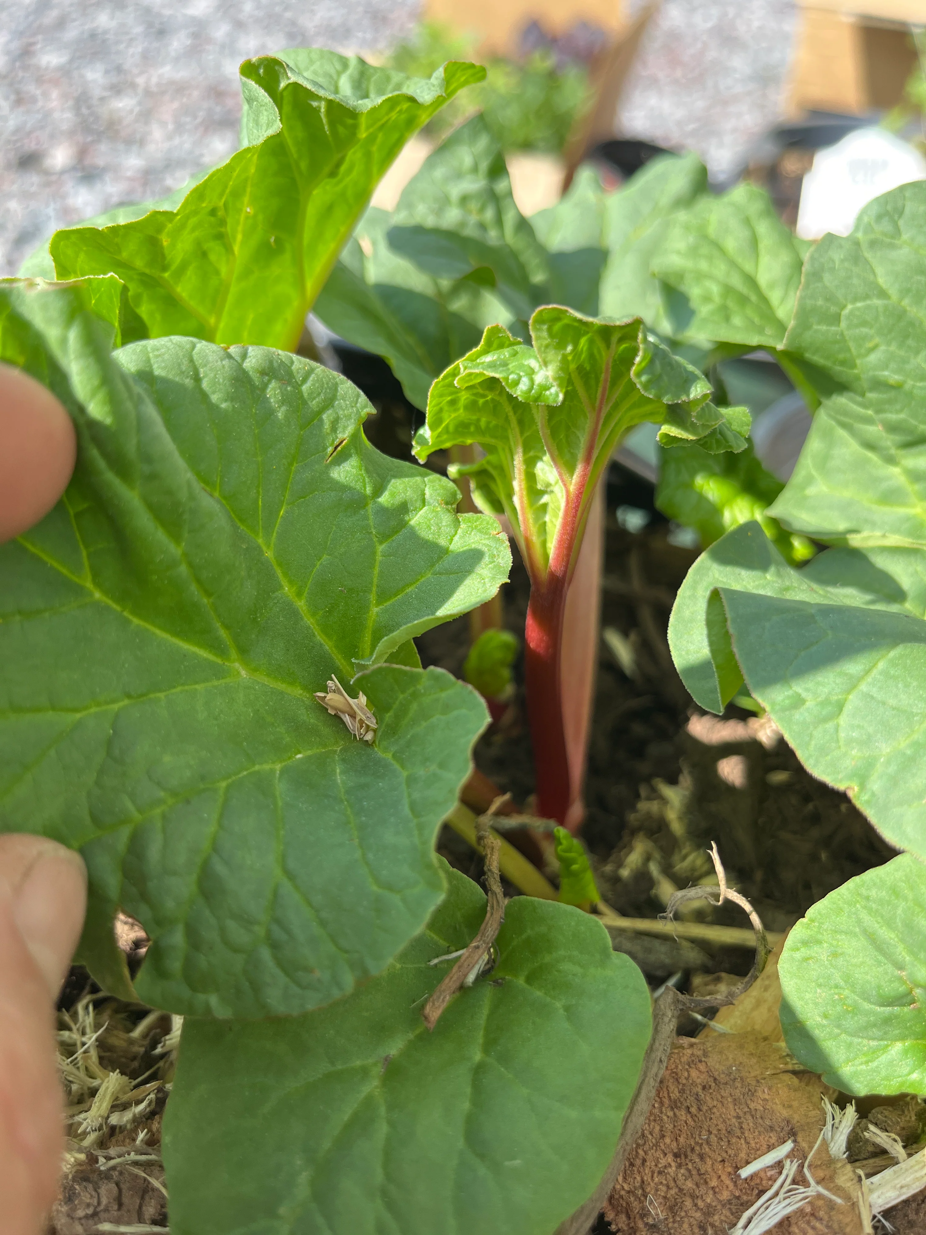 Chipman's Canada Red Rhubarb | Rheum - Image 4