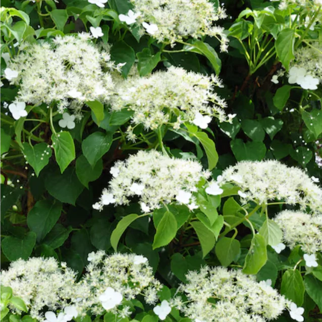 Climbing Hydrangea | Hydrangea anomala subsp. petiolaris - Image 4