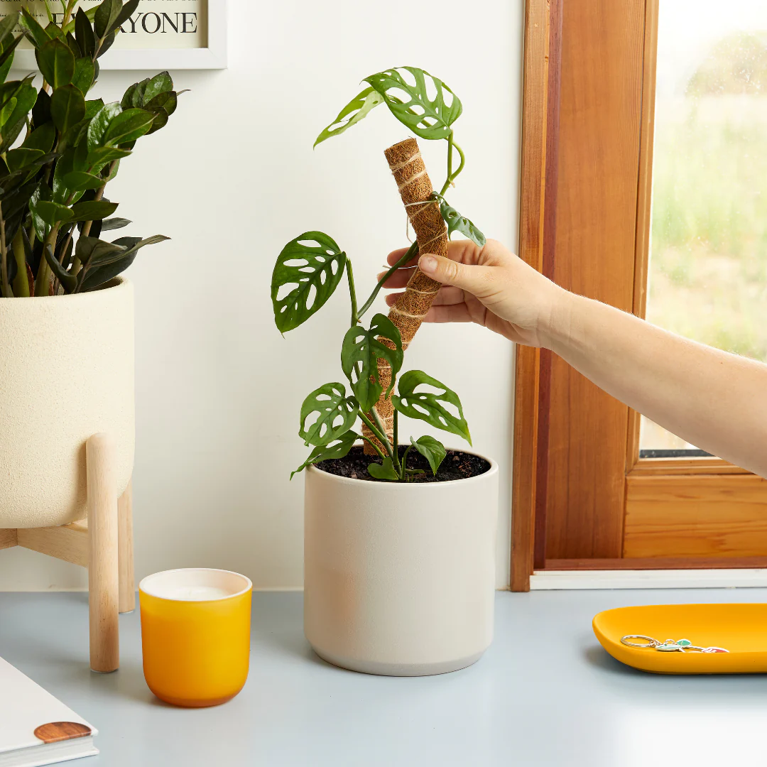 Coconut Coir Bendable Grow Pole 16" - Image 2