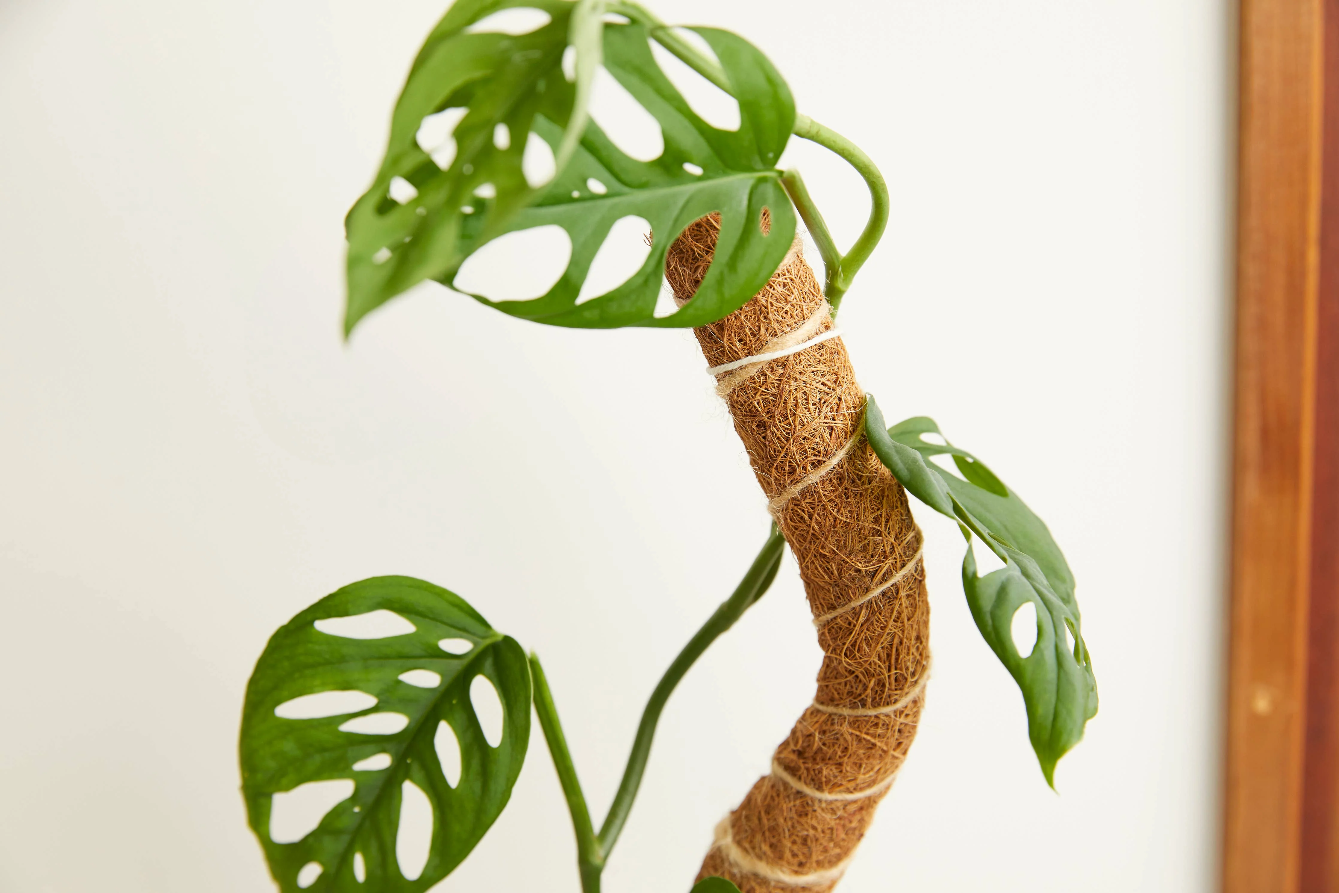 Coconut Coir Bendable Grow Pole 16" - Image 3