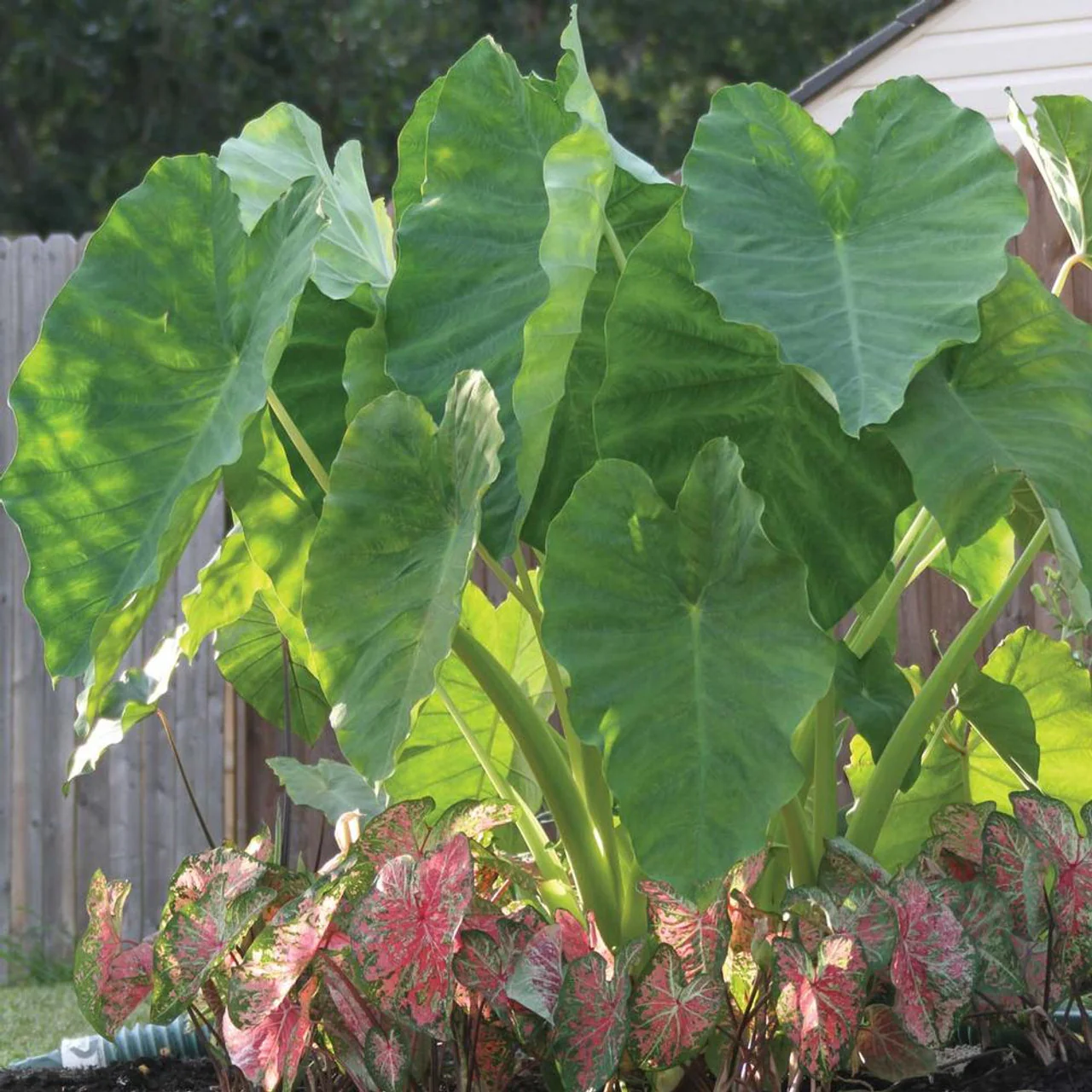 Elephant Ear | Colocasia Esculenta - Image 2