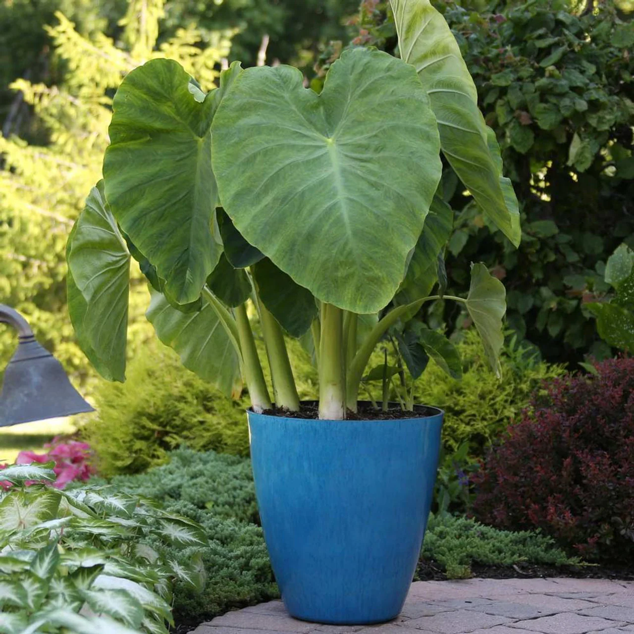 Elephant Ear | Colocasia Esculenta - Image 3