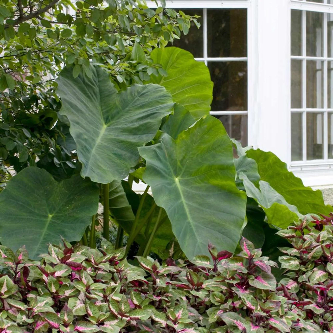 Elephant Ear | Colocasia Esculenta - Image 4