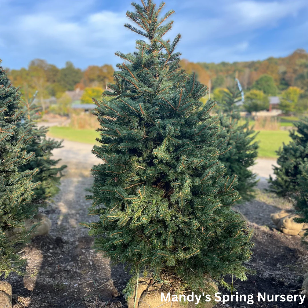 Colorado Blue Spruce | Picea pungens - Image 3