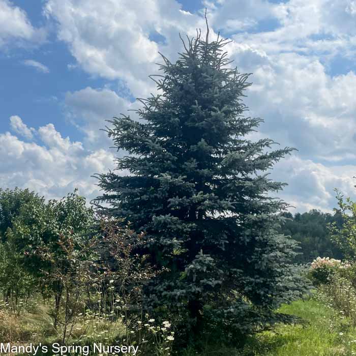 Colorado Blue Spruce | Picea pungens - Image 4