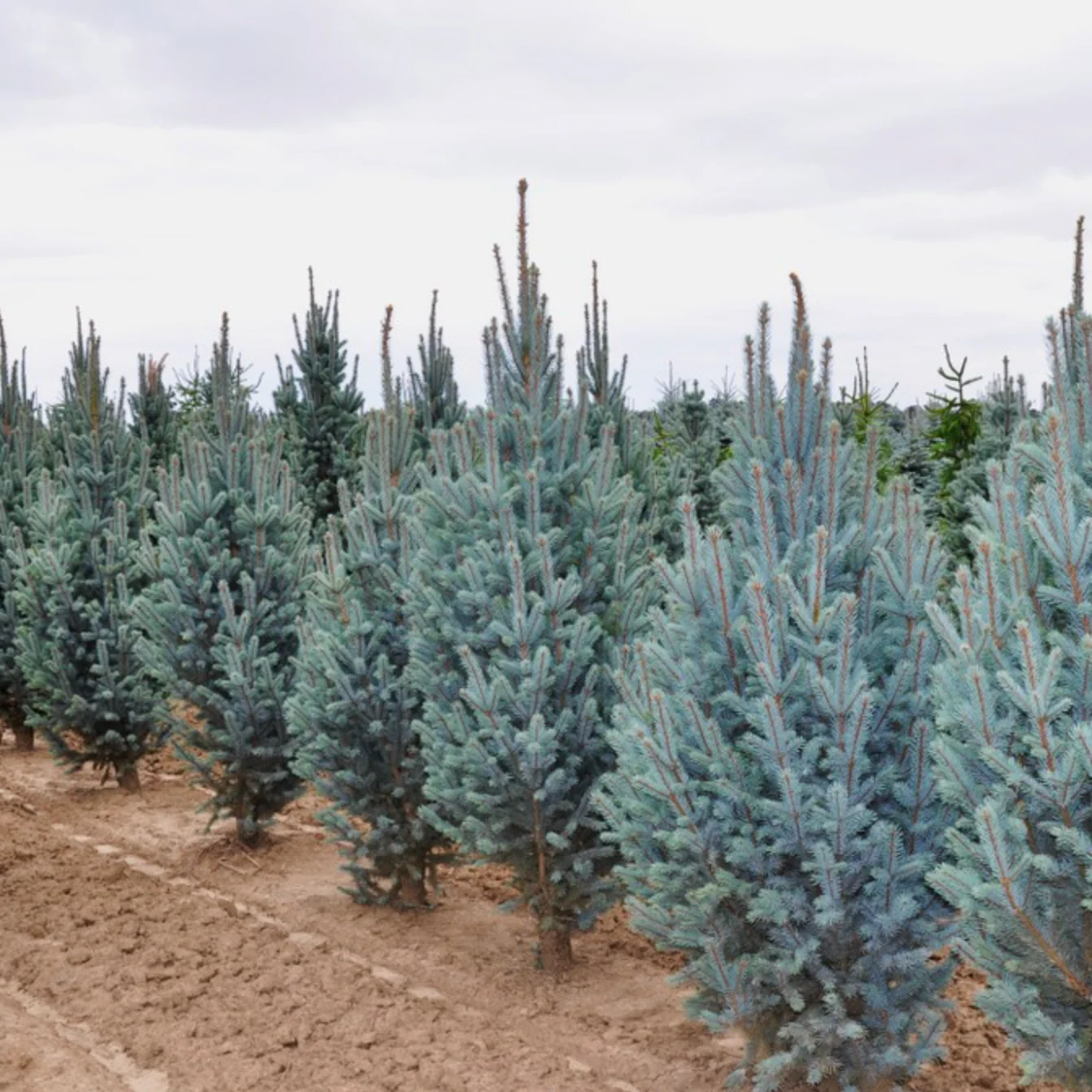 Columnar Colorado Blue Spruce | Picea pungens 'Fastigiata' - Image 2