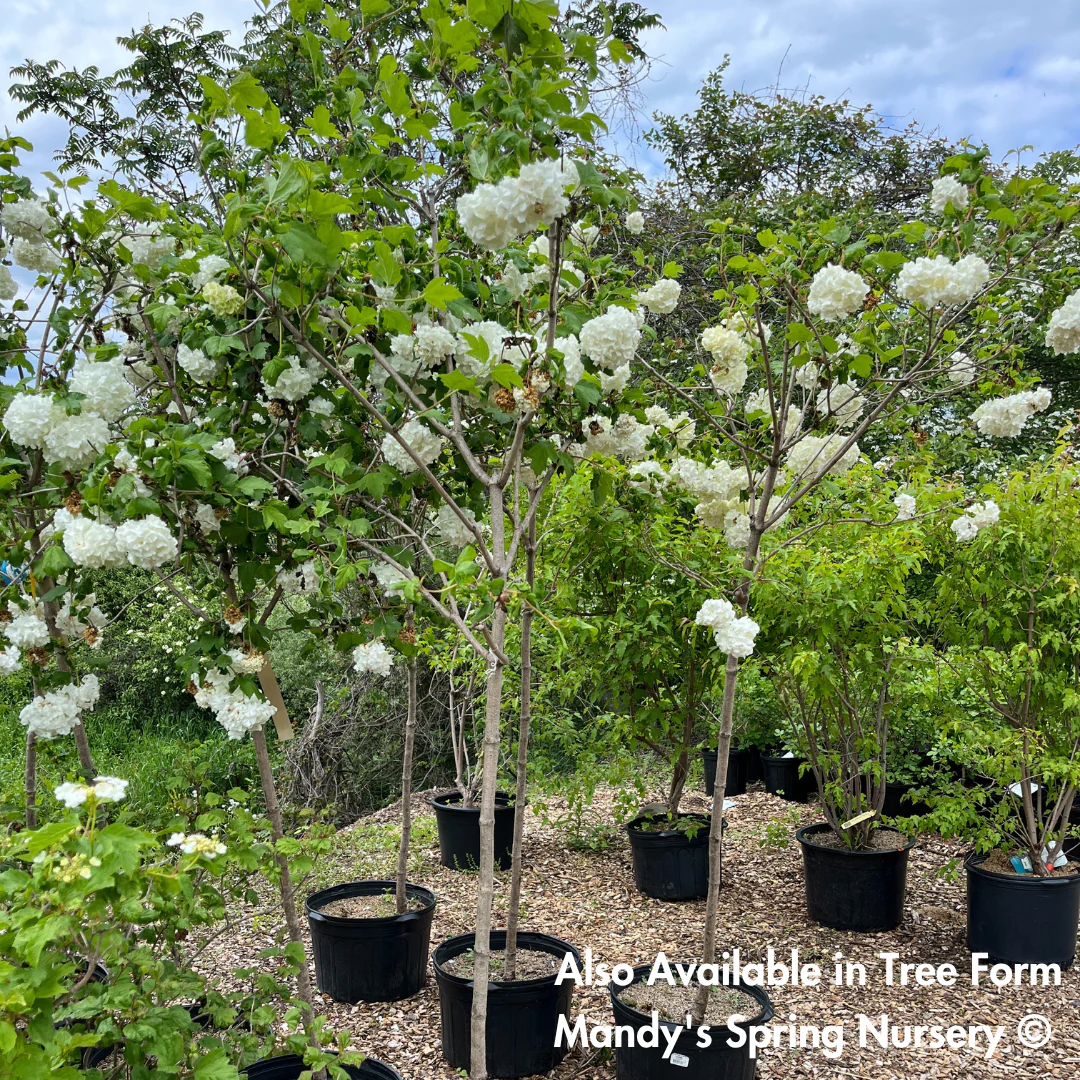 Common Snowball Viburnum | Viburnum opulus Roseum - Image 3