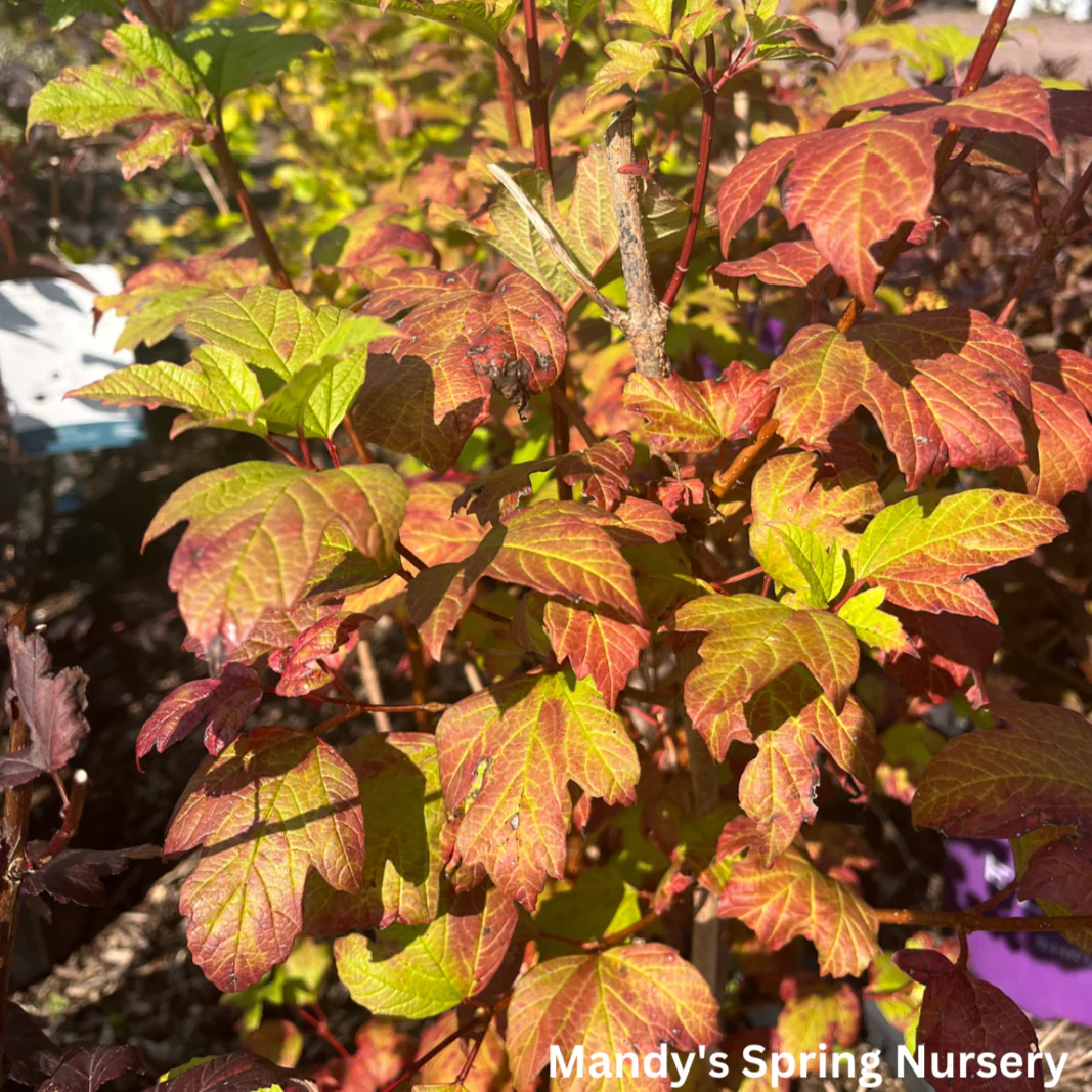 Common Snowball Viburnum | Viburnum opulus Roseum - Image 6