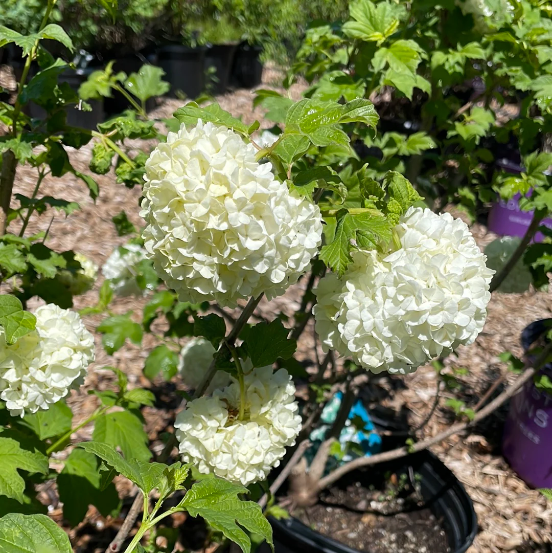 Common Snowball Viburnum | Viburnum opulus Roseum - Image 7