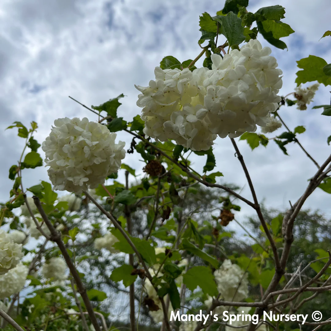 Common Snowball Viburnum | Viburnum opulus Roseum - Image 4
