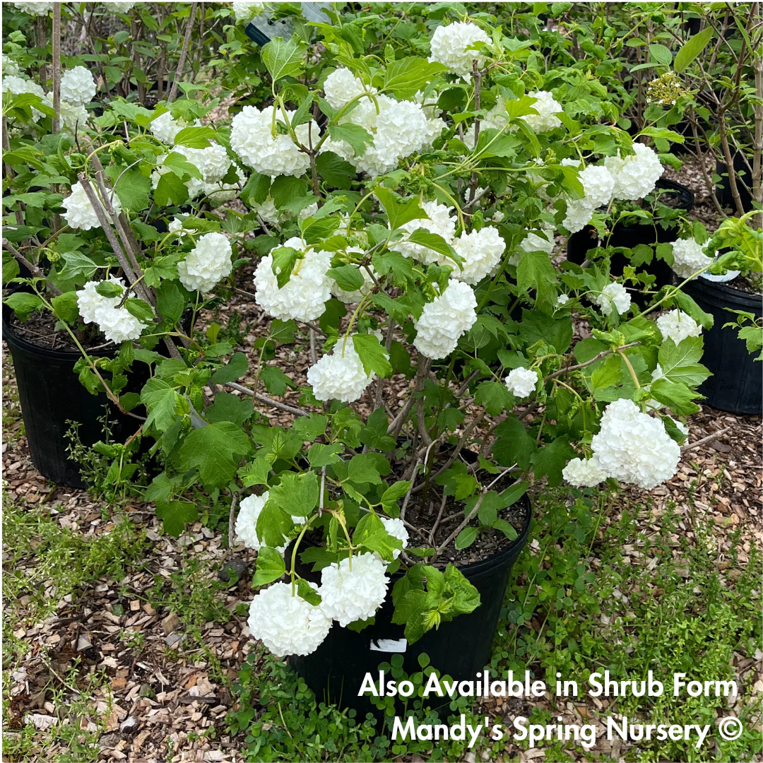 Common Snowball Viburnum - Tree Form | Viburnum opulus 'Roseum' - Image 5