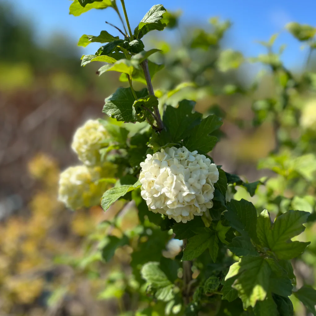 Common Snowball Viburnum - Tree Form | Viburnum opulus 'Roseum' - Image 6