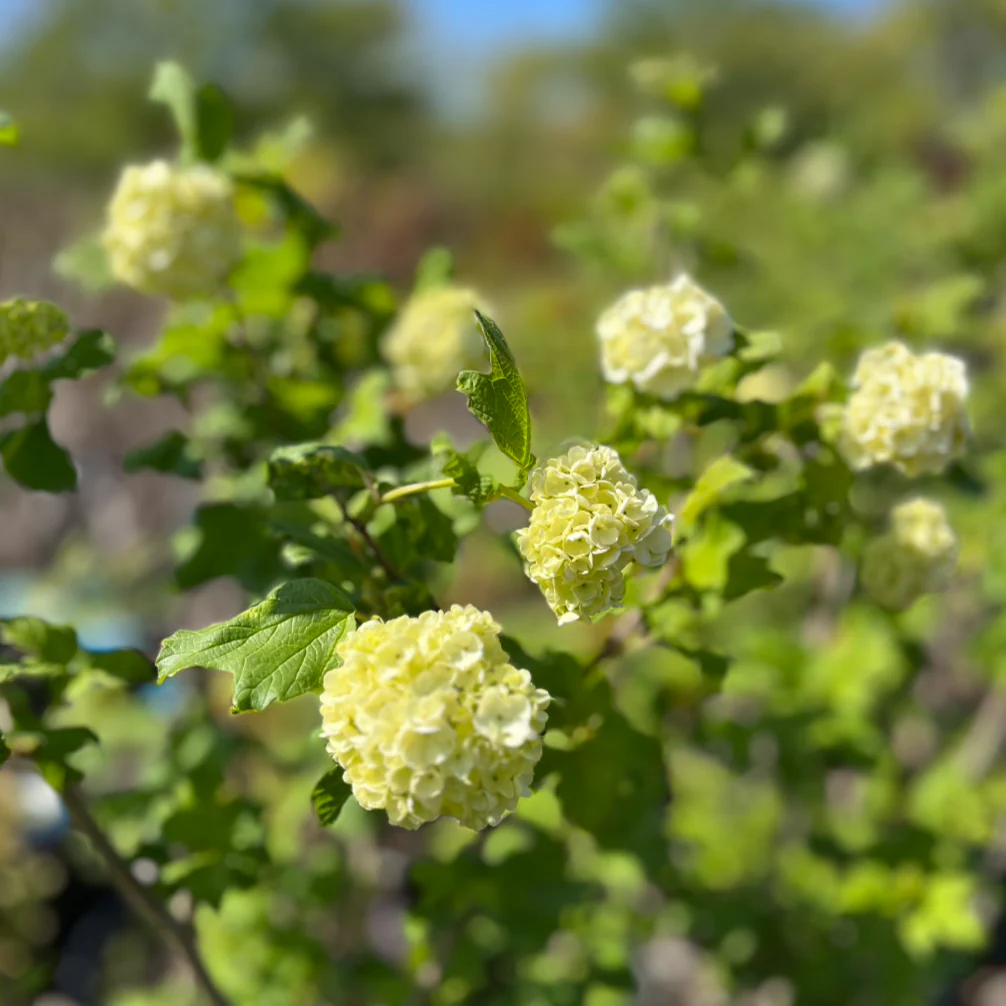 Common Snowball Viburnum - Tree Form | Viburnum opulus 'Roseum' - Image 7
