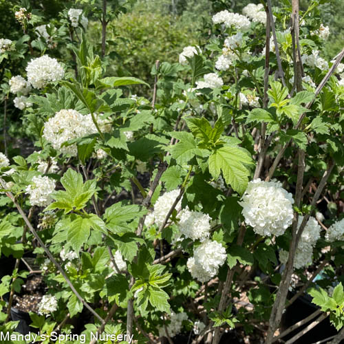 Common Snowball Viburnum - Tree Form | Viburnum opulus 'Roseum' - Image 8