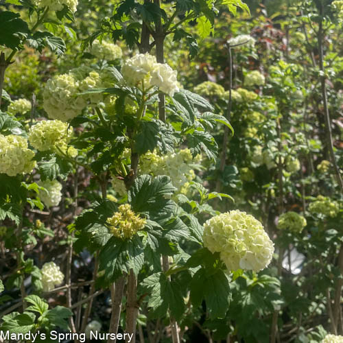 Common Snowball Viburnum - Tree Form | Viburnum opulus 'Roseum' - Image 9