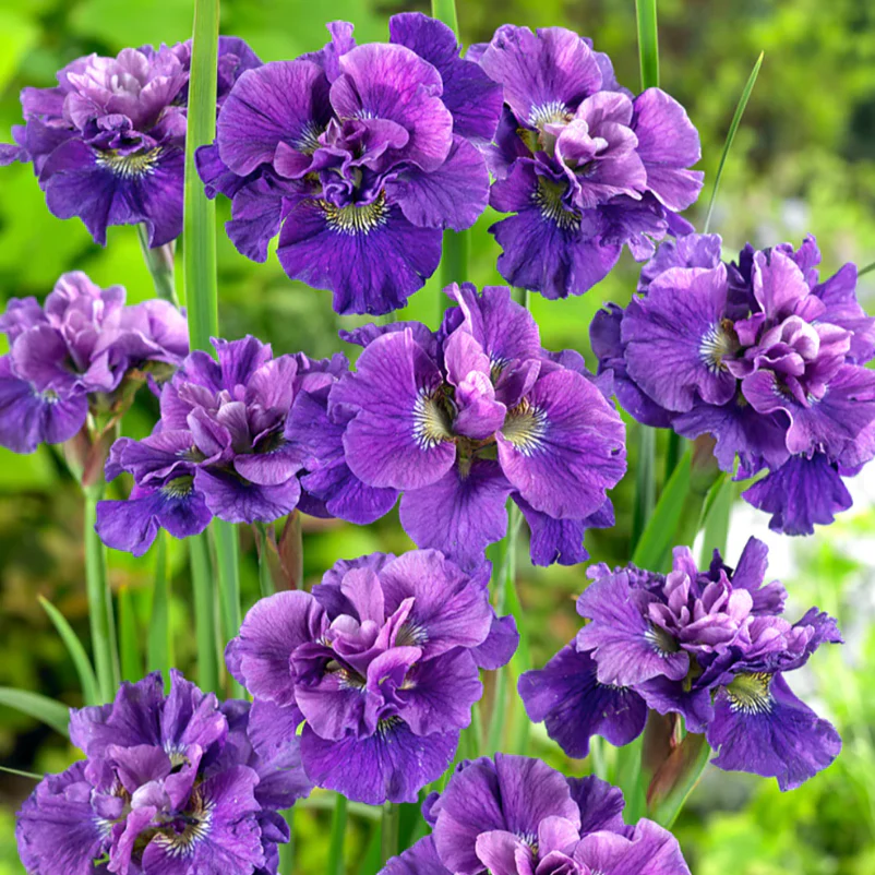 'Concord Crush' Siberian Iris | Iris siberica - Image 2