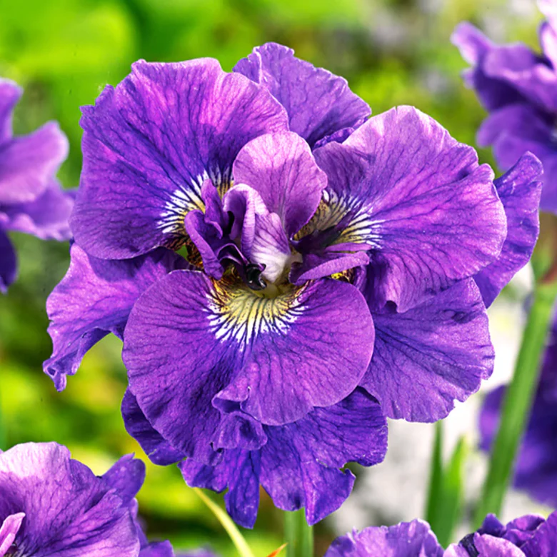 'Concord Crush' Siberian Iris | Iris siberica - Image 3