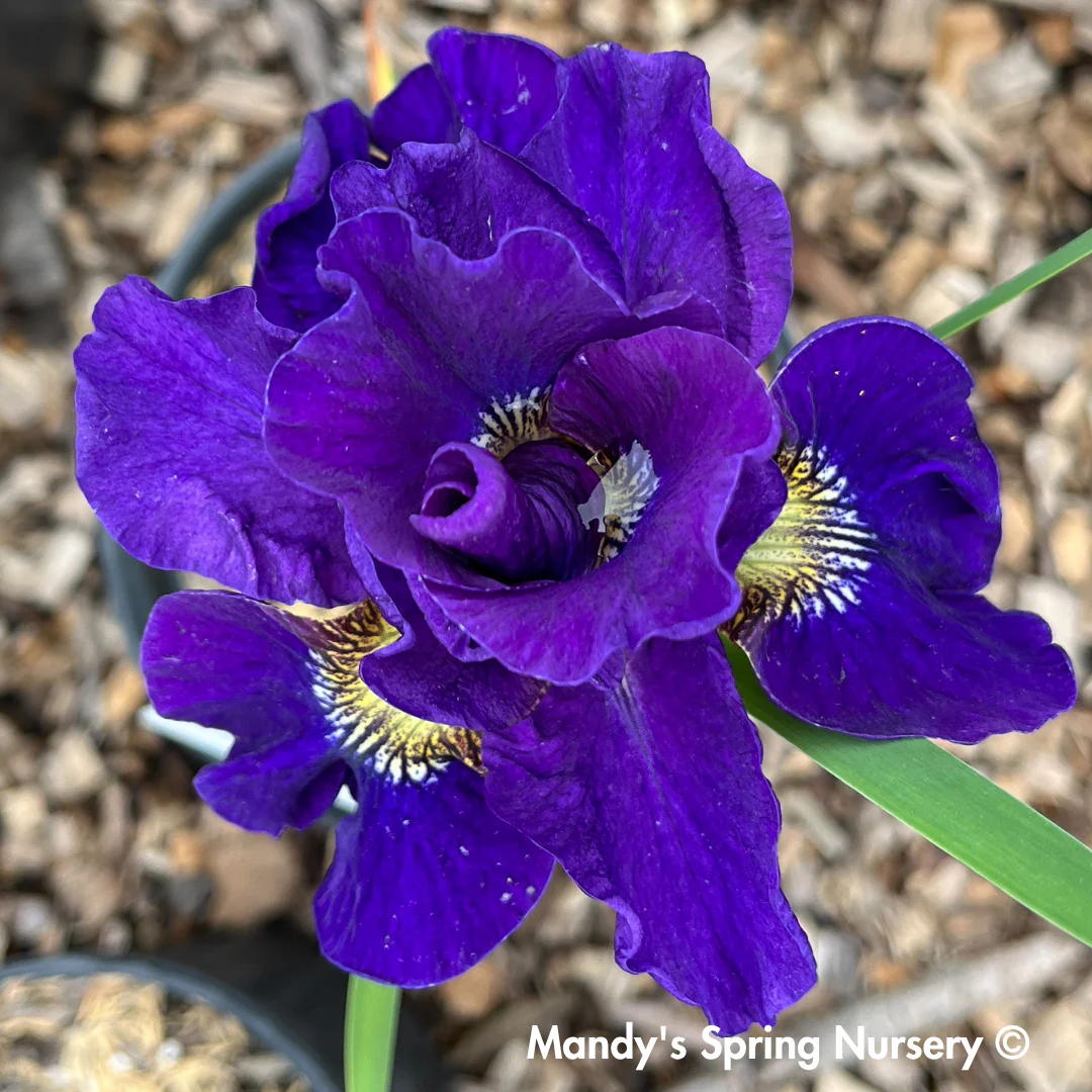 'Concord Crush' Siberian Iris | Iris siberica - Image 4