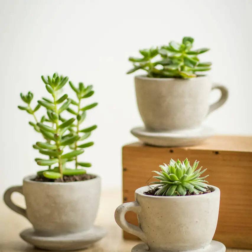 Concrete "Tea & Coffee" Cup Planter - Image 2