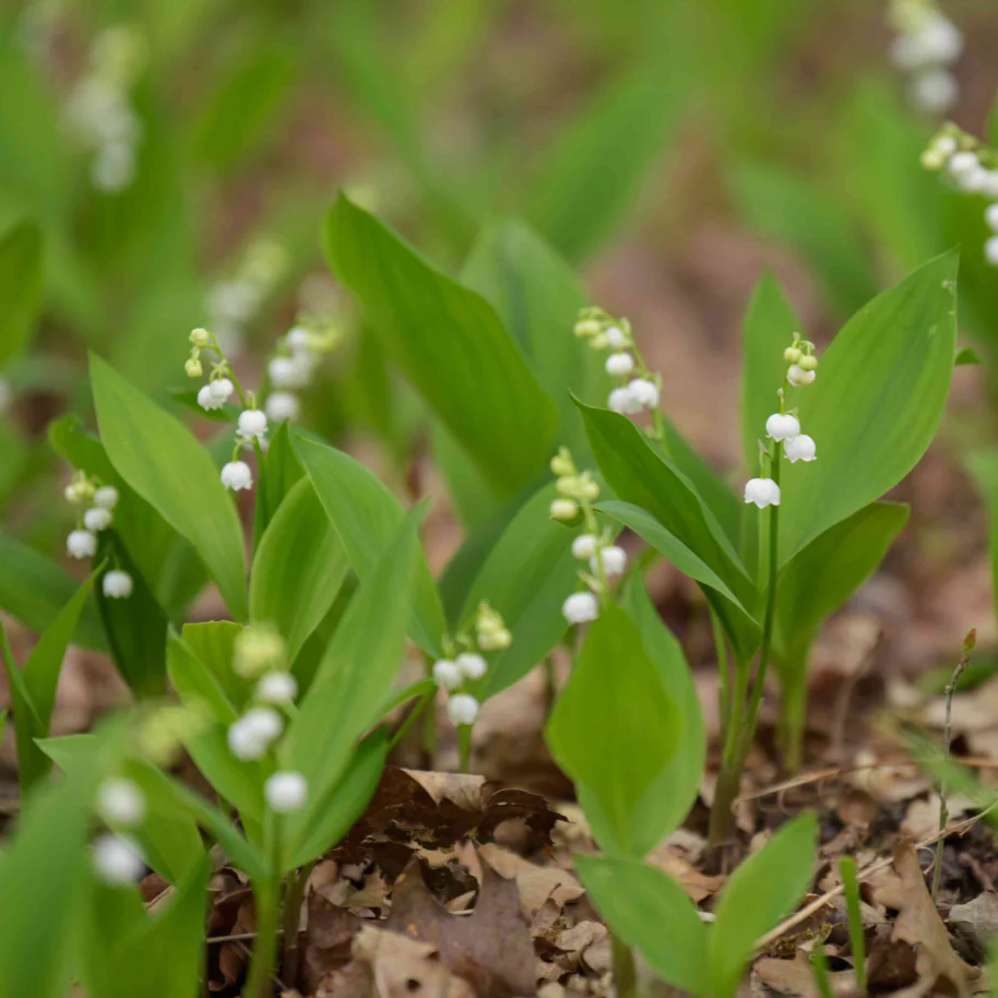Lily of the Valley - Convallaria majalis - Image 2
