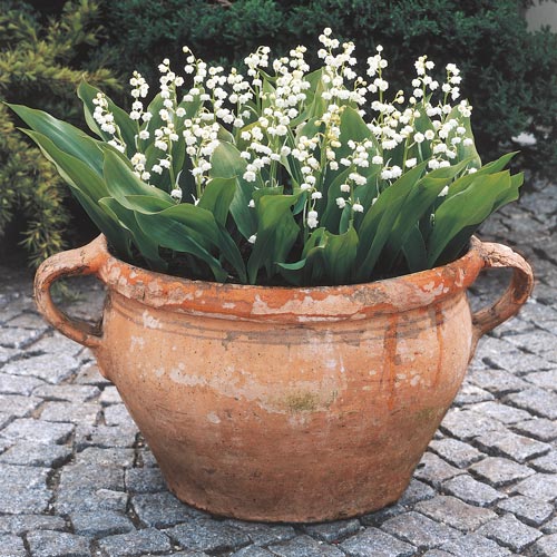 Lily of the Valley - Convallaria majalis - Image 3