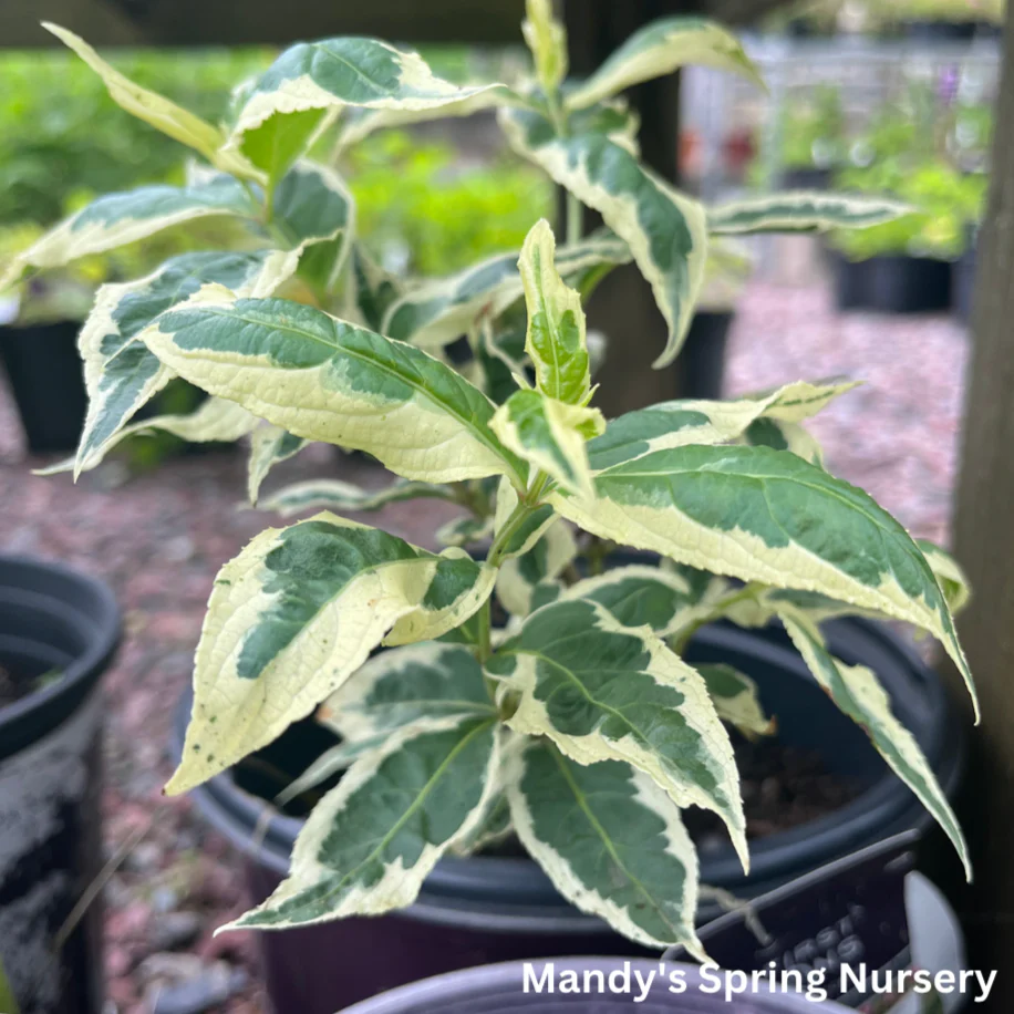 Cool Splash Dwarf Bush Honeysuckle | Diervilla sessilifolia - Image 9