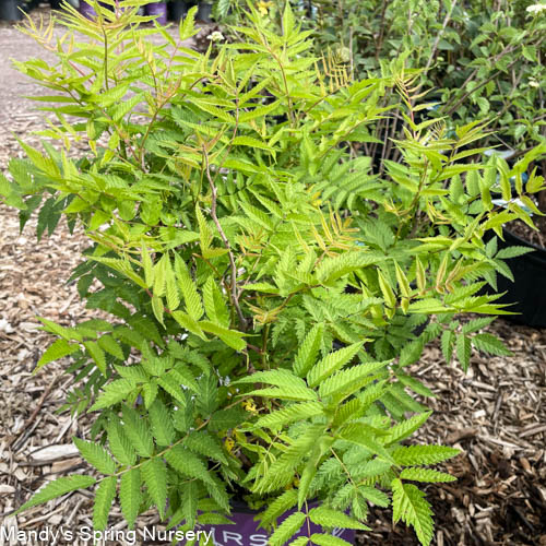 Matcha Ball Ash Leaf Spirea | Sorbaria sorbifolia - Image 3