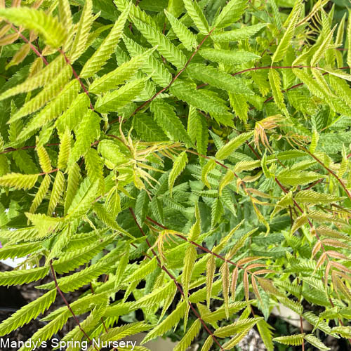 Matcha Ball Ash Leaf Spirea | Sorbaria sorbifolia - Image 4