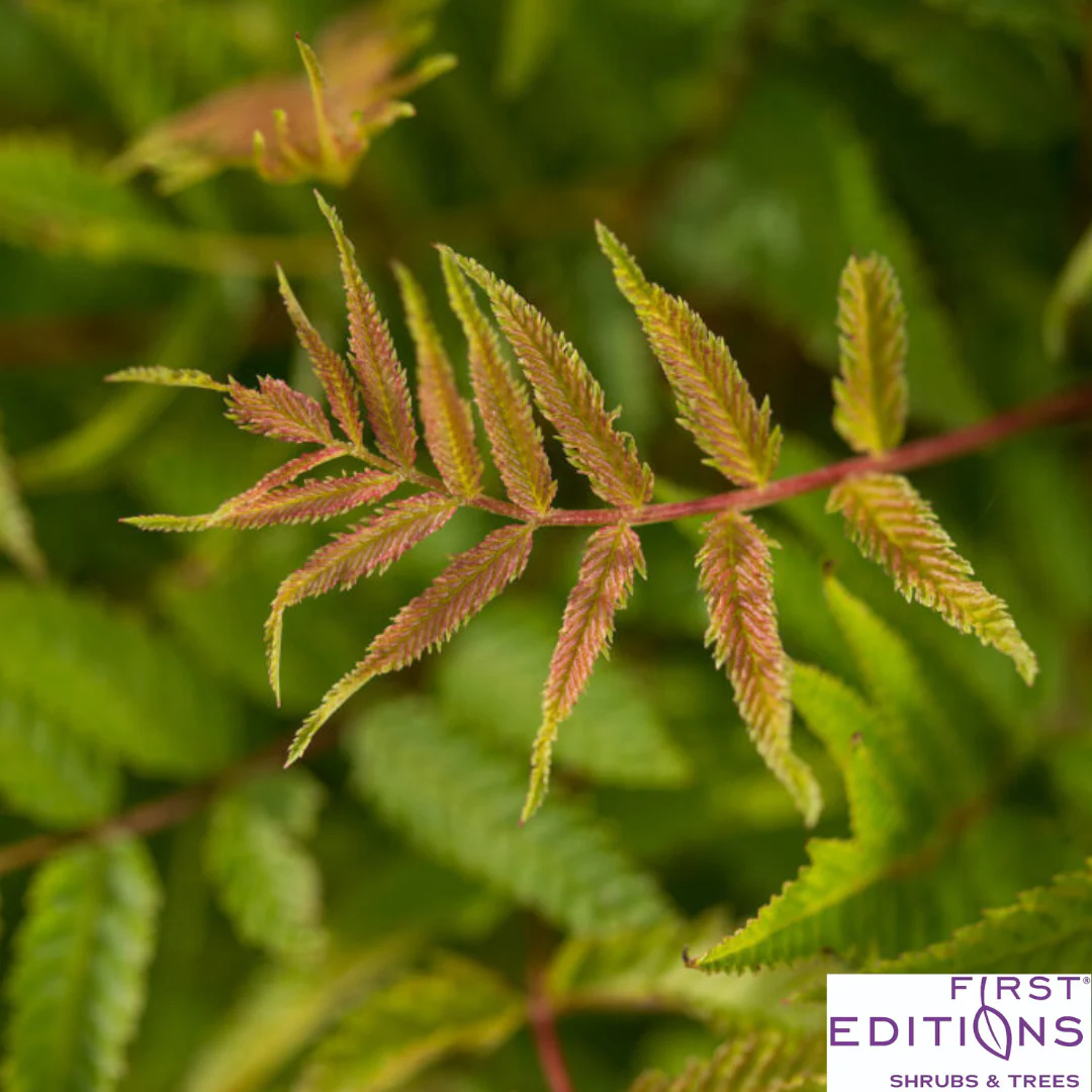 Matcha Ball Ash Leaf Spirea | Sorbaria sorbifolia - Image 5