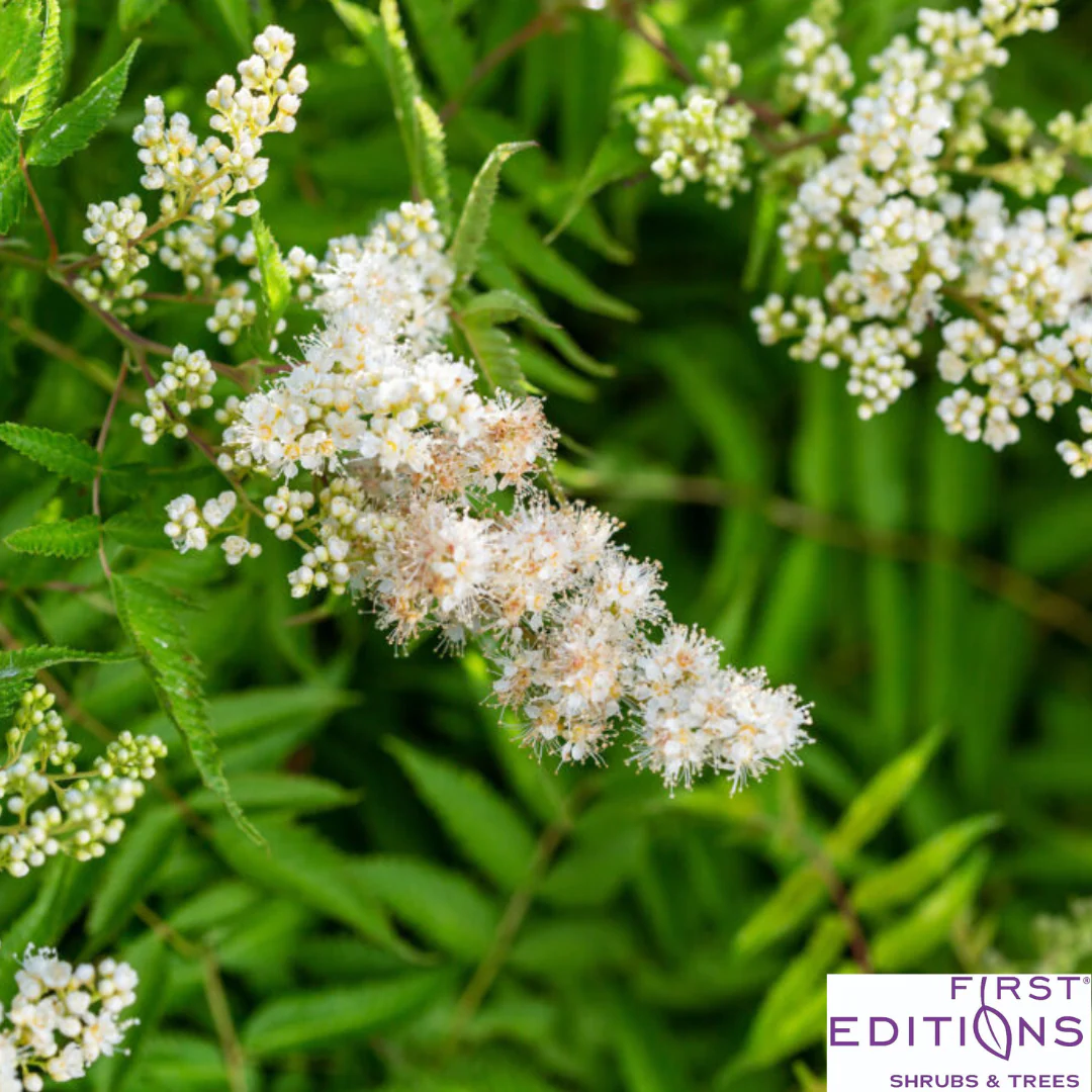 Matcha Ball Ash Leaf Spirea | Sorbaria sorbifolia - Image 6