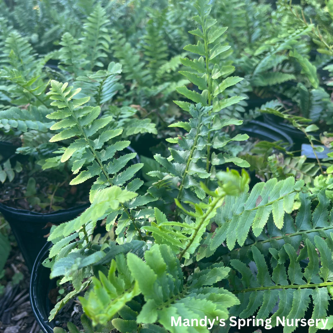 Ferns - Image 2