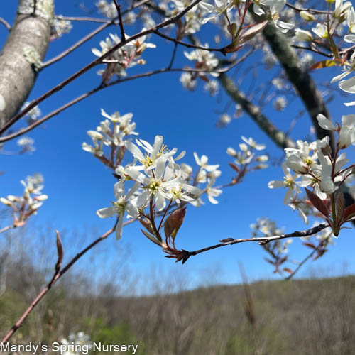 Autumn Brilliance Serviceberry | Amelanchier x grandiflora - Image 10