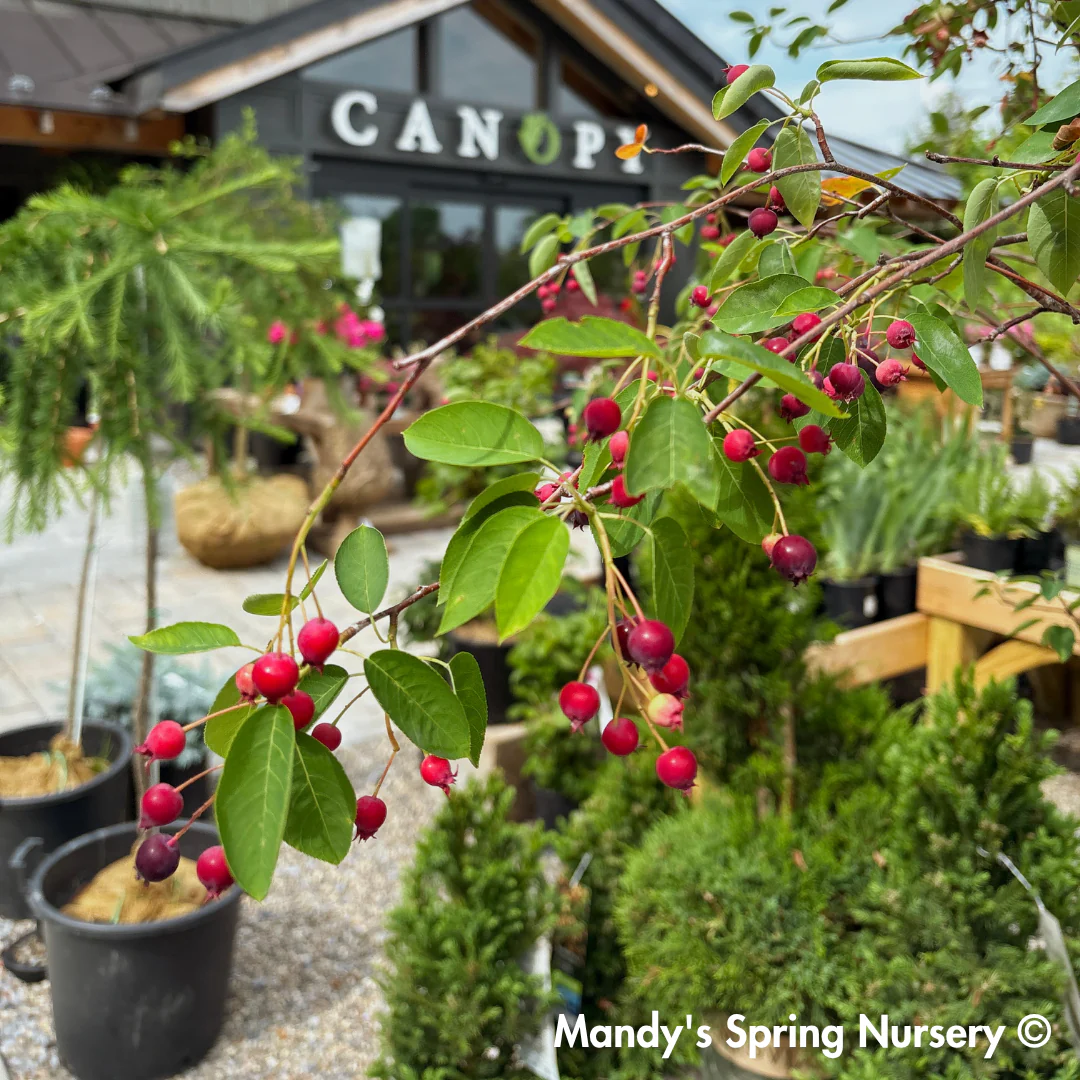 Autumn Brilliance Serviceberry | Amelanchier x grandiflora - Image 11