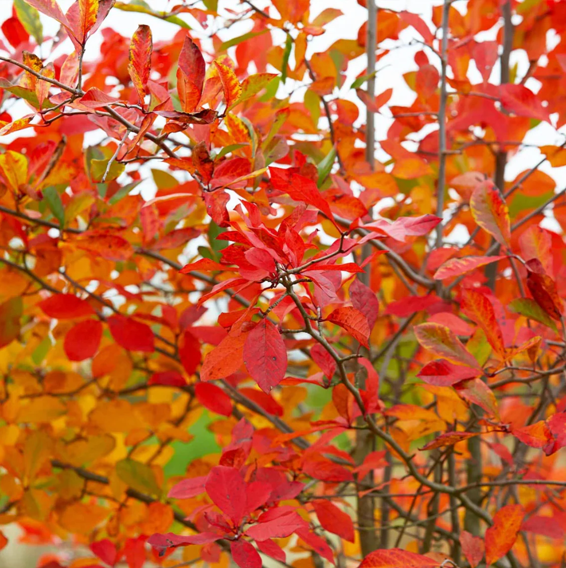 Autumn Brilliance Serviceberry | Amelanchier x grandiflora - Image 12