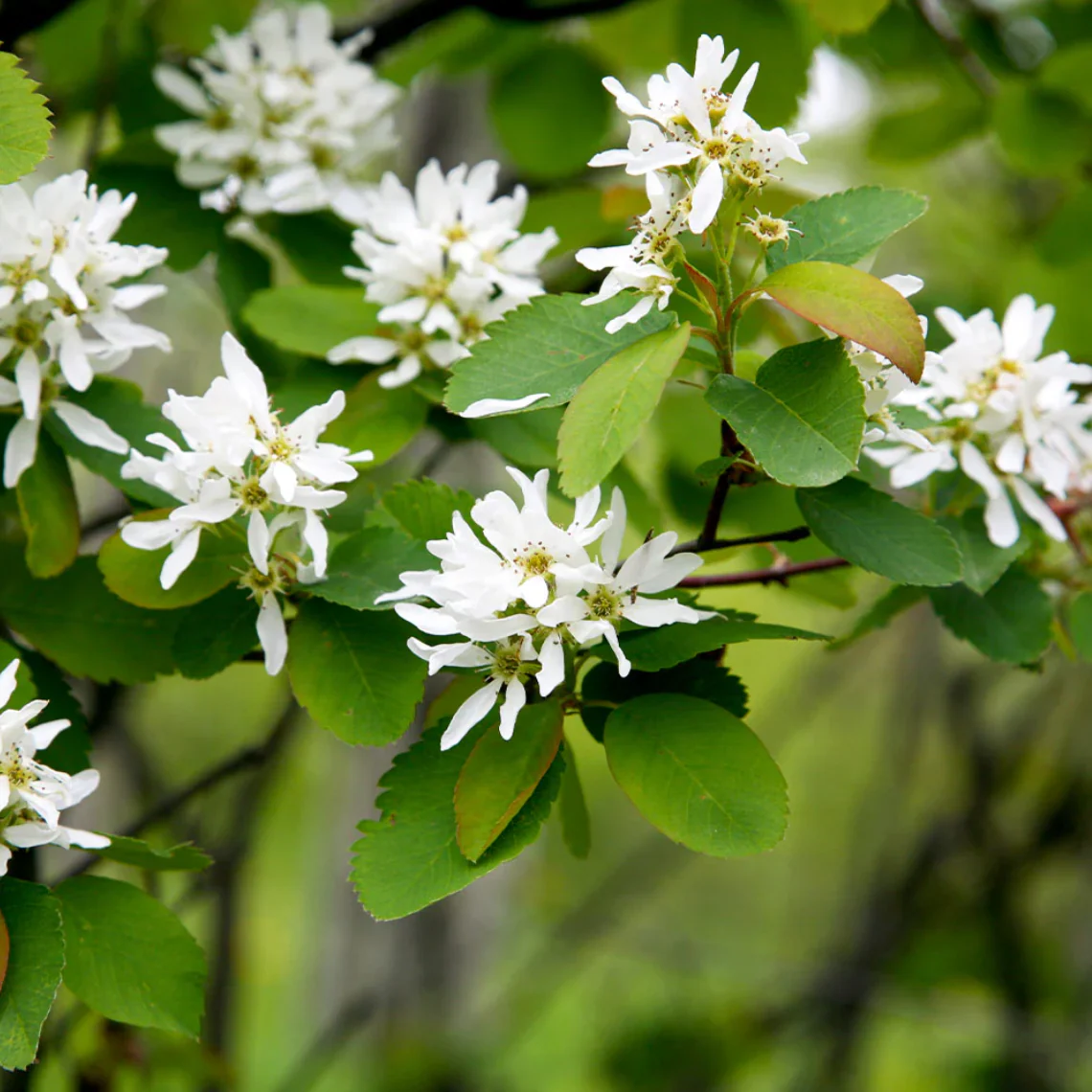 Autumn Brilliance Serviceberry | Amelanchier x grandiflora - Image 13