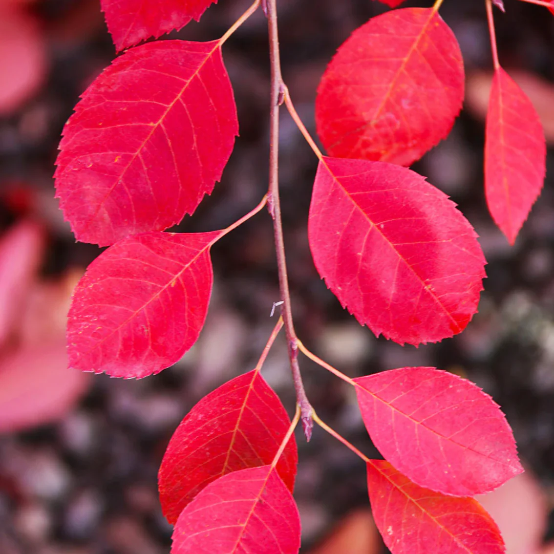 Autumn Brilliance Serviceberry | Amelanchier x grandiflora - Image 14