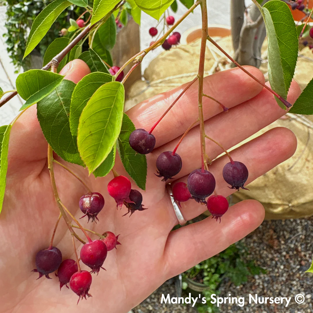 Autumn Brilliance Serviceberry | Amelanchier x grandiflora - Image 15