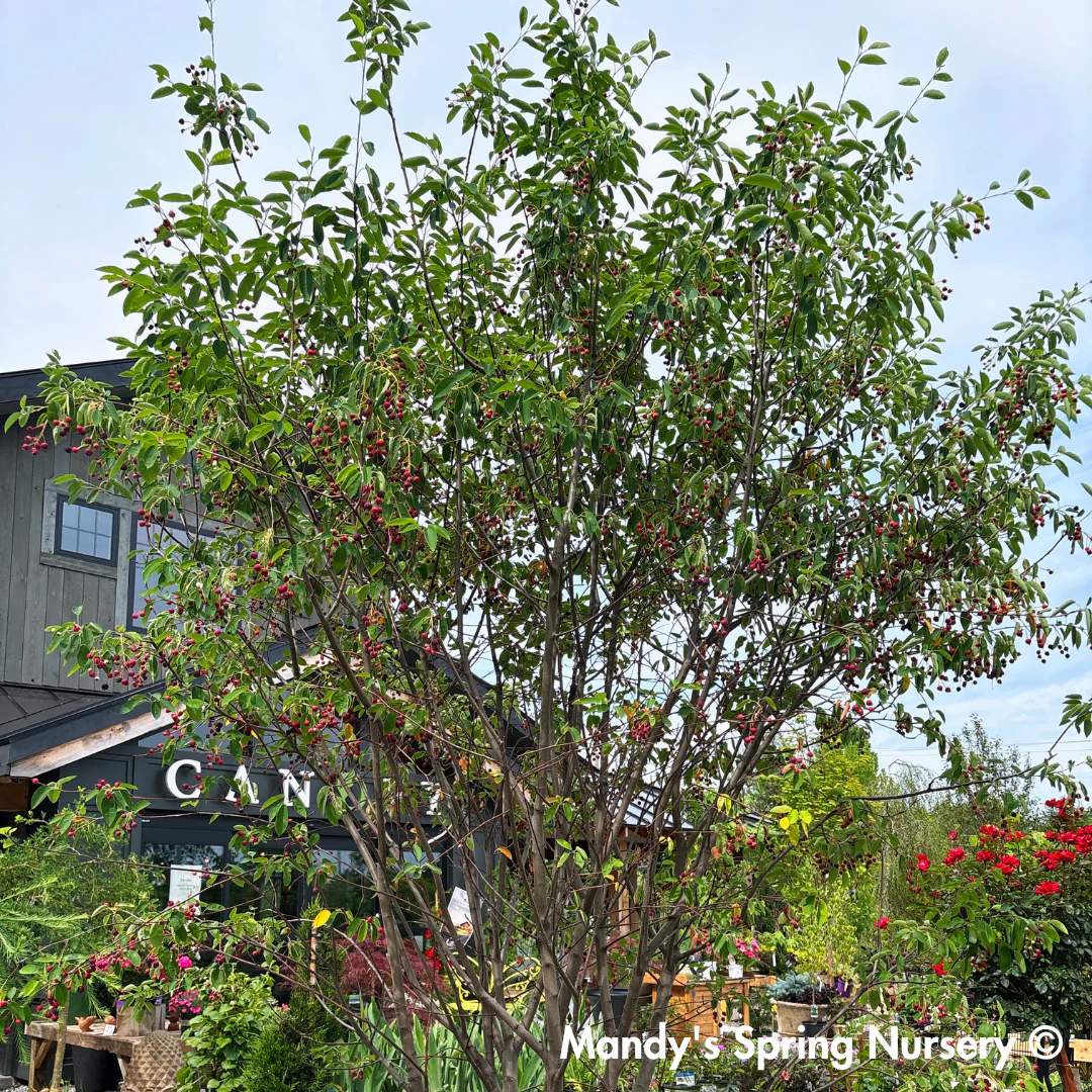 Autumn Brilliance Serviceberry | Amelanchier x grandiflora - Image 16