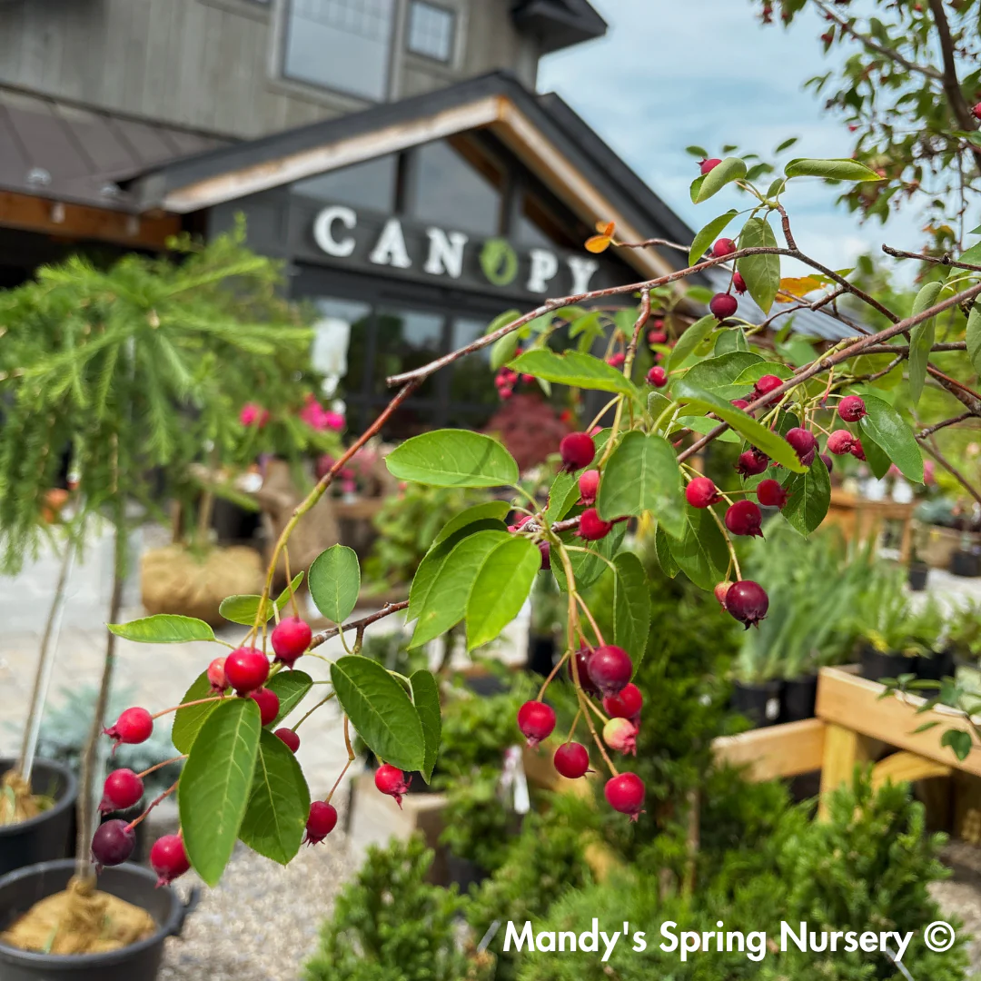 Autumn Brilliance Serviceberry | Amelanchier x grandiflora - Image 3