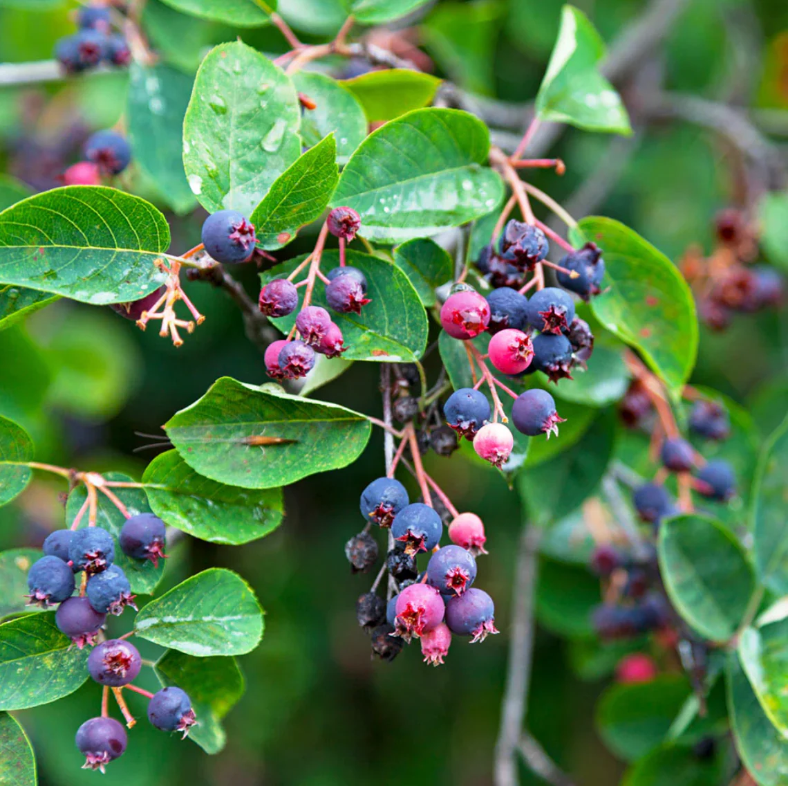 Autumn Brilliance Serviceberry | Amelanchier x grandiflora - Image 4