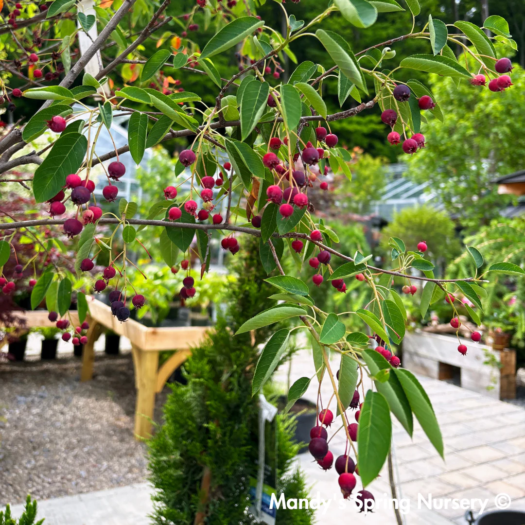 Autumn Brilliance Serviceberry | Amelanchier x grandiflora - Image 5
