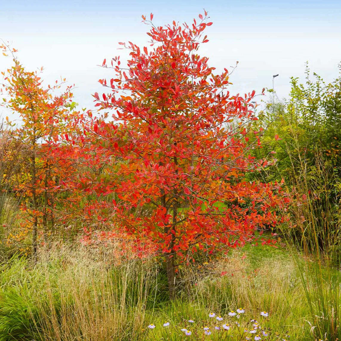 Autumn Brilliance Serviceberry | Amelanchier x grandiflora - Image 6
