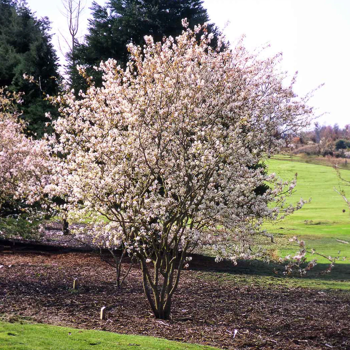 Autumn Brilliance Serviceberry | Amelanchier x grandiflora - Image 7