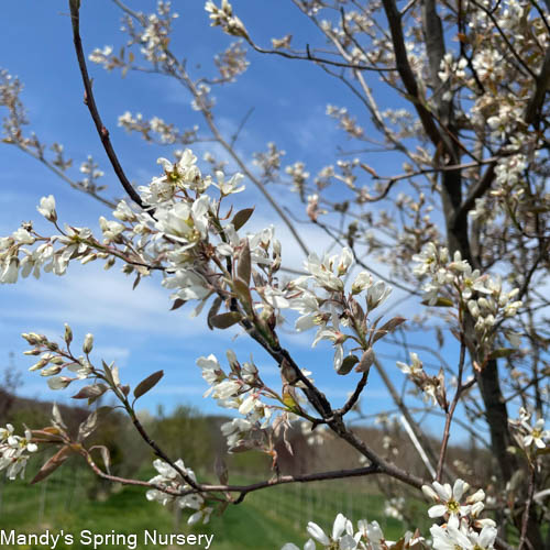Autumn Brilliance Serviceberry | Amelanchier x grandiflora - Image 8
