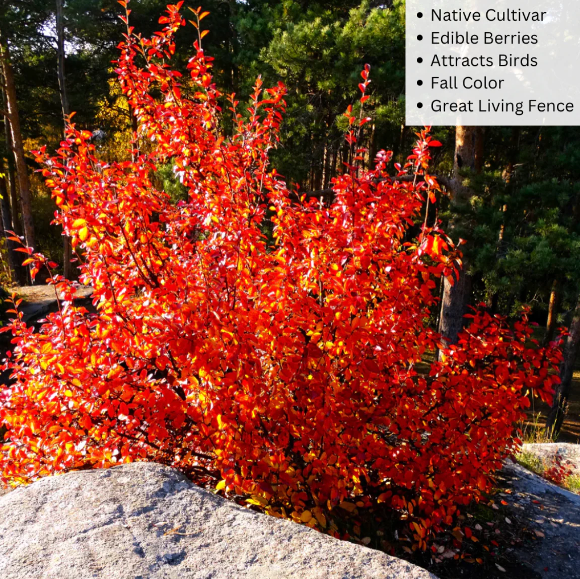 Autumn Brilliance Serviceberry | Amelanchier x grandiflora - Image 9